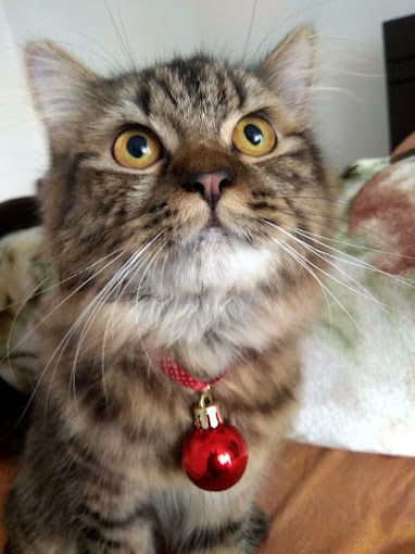 Image of PetopiaPet at C-6/6060, Pocket 6, Sector C, Vasant Kunj,