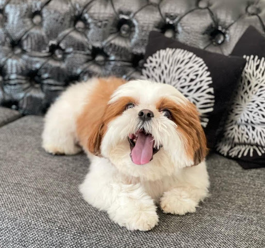 Image of PetopiaPet at C-6/6060, Pocket 6, Sector C, Vasant Kunj,