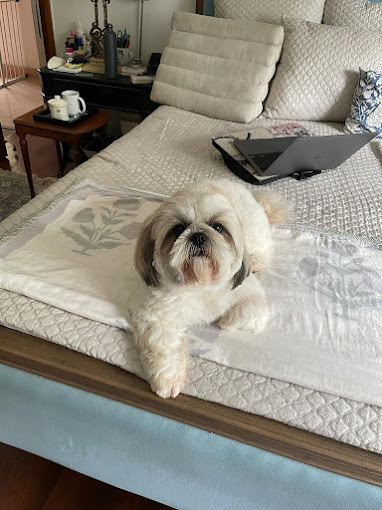 Image of PetopiaPet at C-6/6060, Pocket 6, Sector C, Vasant Kunj,