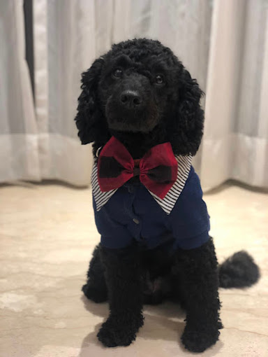 Image of PetopiaPet at C-6/6060, Pocket 6, Sector C, Vasant Kunj,