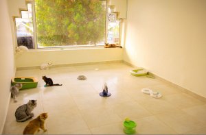 Image of Prettypet at شارع المعهد الصناعي، الفيصلية، جدة