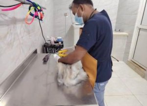 Image of Prettypet at شارع المعهد الصناعي، الفيصلية، جدة