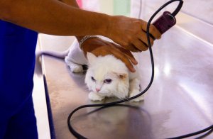 Image of Prettypet at شارع المعهد الصناعي، الفيصلية، جدة