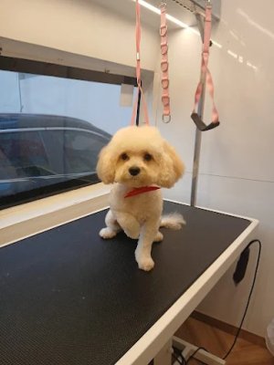Image of PuppyParlor at Dubai